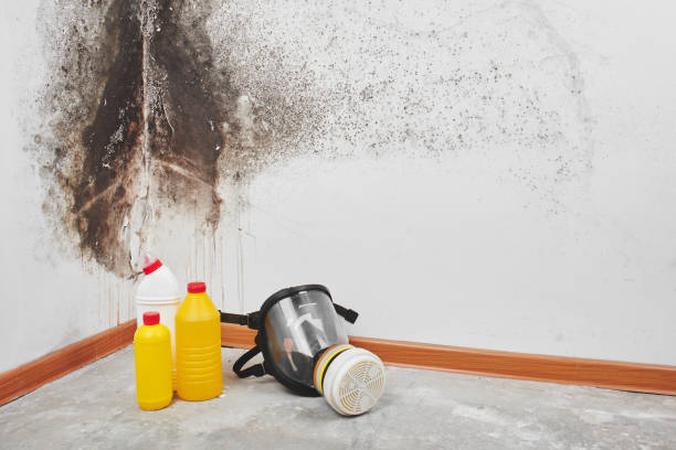 Office Mold Removal Services in Goldendale, WA