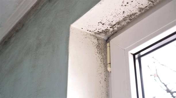 Best Professional Mold Removal  in Goldendale, WA