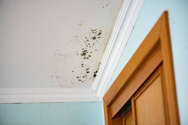 Reliable Goldendale, WA Mold Removal Solutions