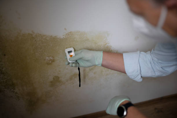 Best Toxic Mold Removal  in Goldendale, WA