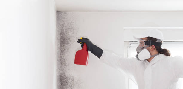 Best Fast Mold Removal  in Goldendale, WA