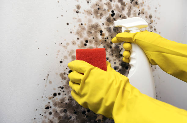 Best Fast Mold Removal  in Goldendale, WA